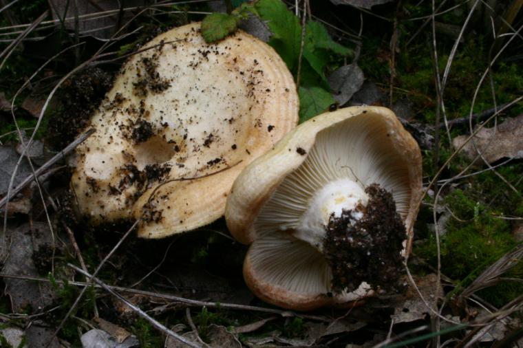 Lactarius zonarius