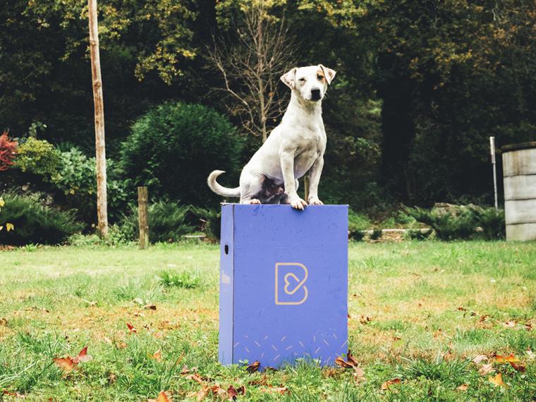 Veterinario 24/7 y comida adaptada, claves de los nuevos planes 360 de Barkyn