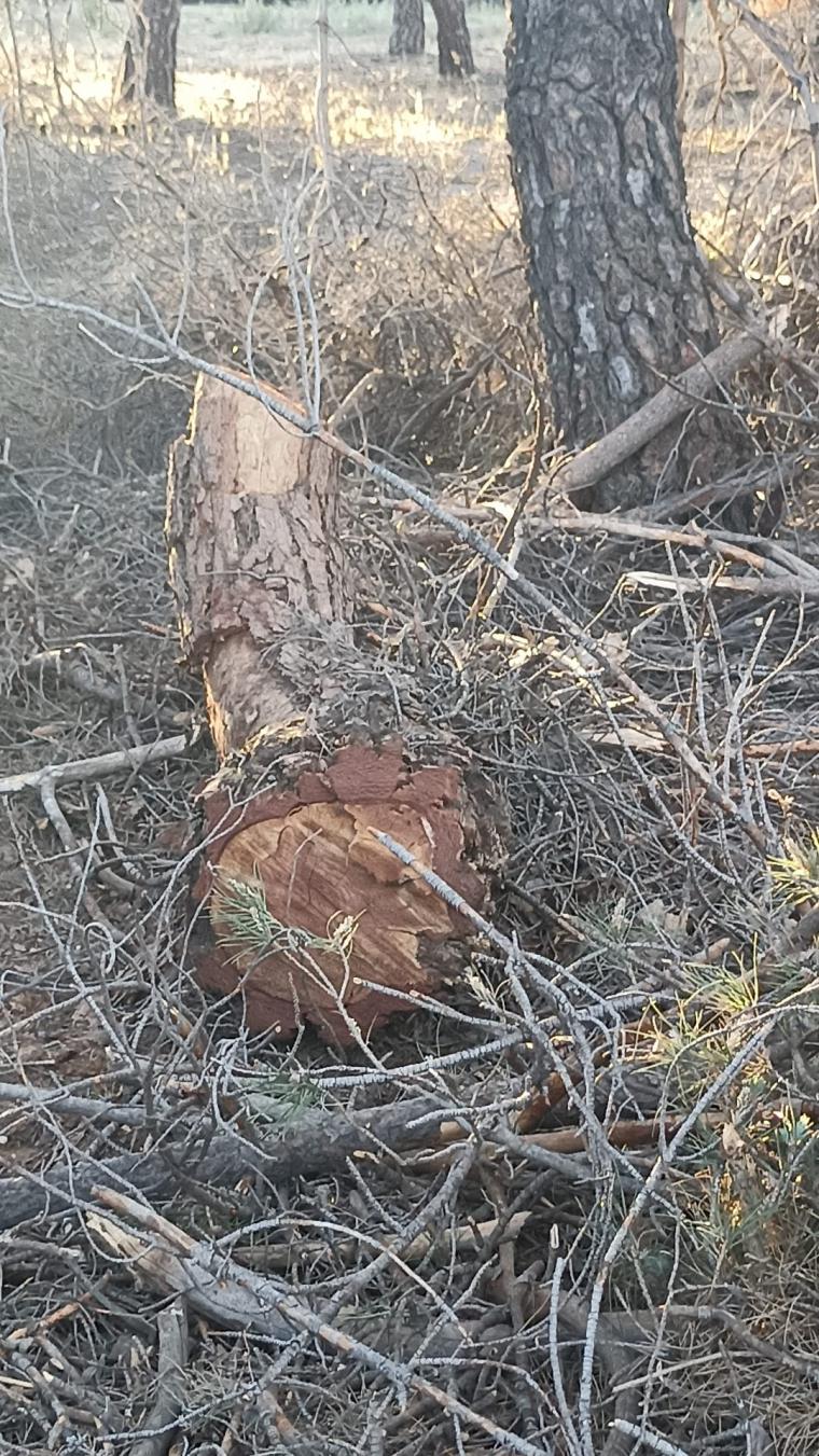 Más Madrid- Somos Pozuelo-IU interpone una denuncia por la tala masiva de árboles en Montegancedo. El Ayuntamiento y Aedas Homes explican los hechos.