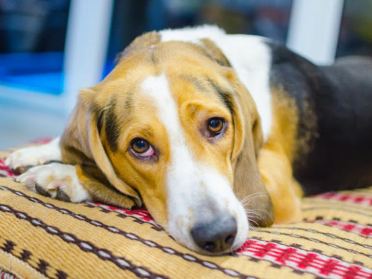 ¿Cuál es el destino de una mascota si fallece su dueño?