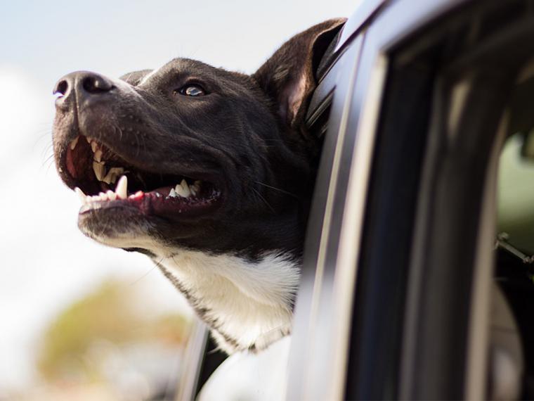 ¿Qué se debe limpiar en un coche donde viajan perros?