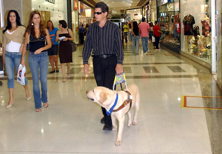 Los perros guía de personas con discapacidad podrán entrar en los transportes, comercios, colegios u hospitales