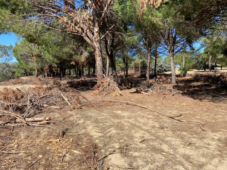 El PSOE de Pozuelo propone un Plan Integral para la mejora del Parque Forestal ‘Adolfo Suarez’