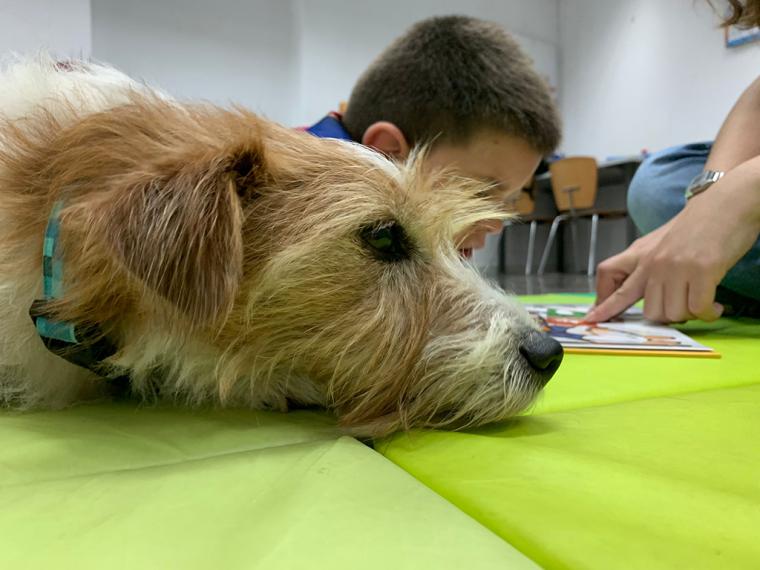 Las intervenciones asistidas con animales y su efecto directo en el bienestar de las personas