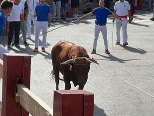 Un toro se da la vuelta... y acaban metiéndolo en la plaza con una cuerda