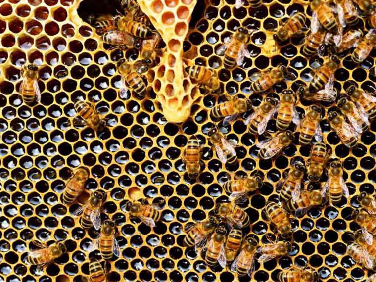 ¿Sabes qué hacen las abejas por tu piel?