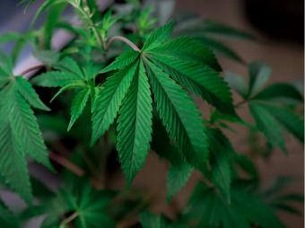 Todo lo que debes saber sobre las semillas de marihuana