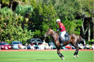 ¿Cómo se preparan los caballos para las grandes competiciones de polo?