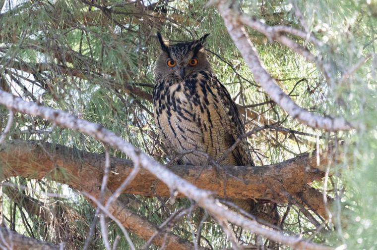 El Retiro tiene nuevos inquilinos desde enero: tres ejemplares de búho real