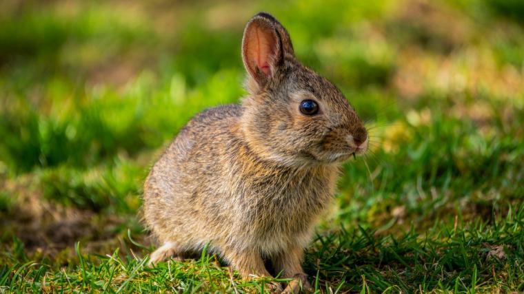 El Ayuntamiento de Pozuelo seguirá velando para controlar la fauna silvestre en la ciudad