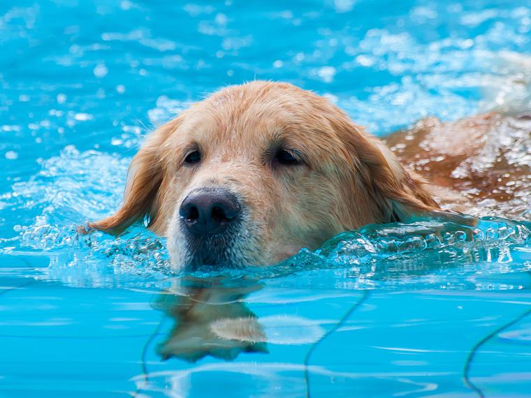 La RSCE avisa de que la mayoría de las piscinas son peligrosas para los perros