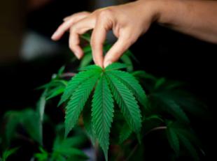 ¿El CBD coloca? Cinco mitos que siguen confundiendo a miles de españoles