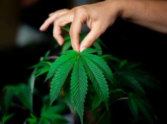 ¿El CBD coloca? Cinco mitos que siguen confundiendo a miles de españoles