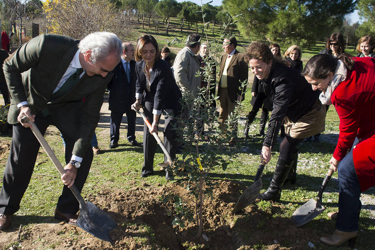 Nace en Pozuelo el primer Arboreto de Clones de España