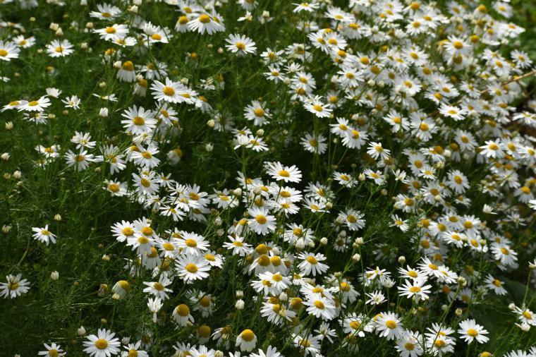 El farmacéutico es el profesional sanitario clave en la dispensación de plantas medicinales