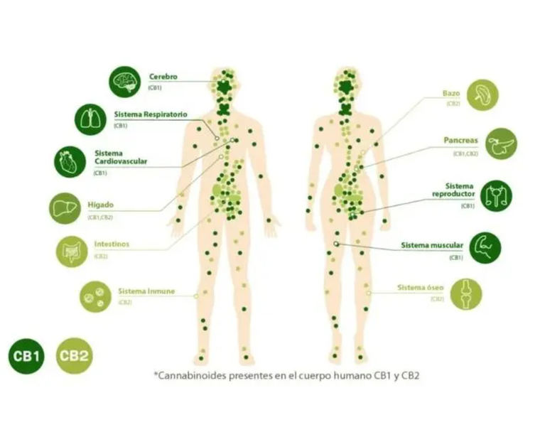 CBD para el tratamiento de la diabetes
 