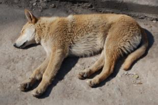 La Junta de Gobierno Local adjudica el nuevo contrato para el servicio de recogida y alojamiento de animales abandonados