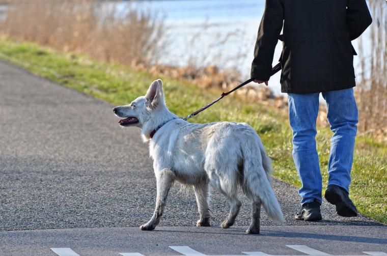 La Comunidad de Madrid recuerda que se debe pasear a los animales pero sin formar grupos de personas para evitar la transmisión del coronavirus