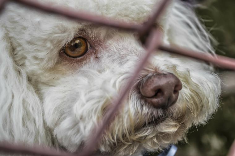 La Comunidad de Madrid lucha contra el abandono de mascotas con una nueva campaña de prevención
