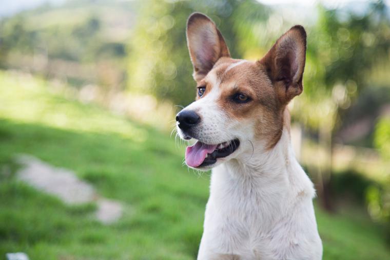 La Comunidad de Madrid registra 7.990 adopciones de animales domésticos en 2020, el mayor dato de su historia