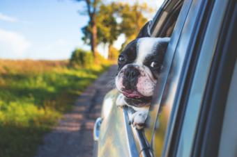 Viajes en coche y mascotas: las claves para desplazamientos seguros y agradables