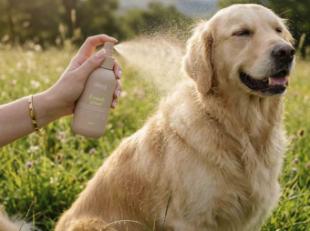 Vacaciones con perro: los errores que más se repiten (y cómo evitarlos)