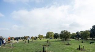 Pozuelo reforesta con más de 100 nuevos árboles para llenar alcorques vacíos