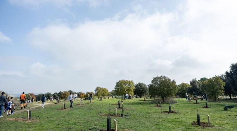 Pozuelo reforesta con más de 100 nuevos árboles para llenar alcorques vacíos