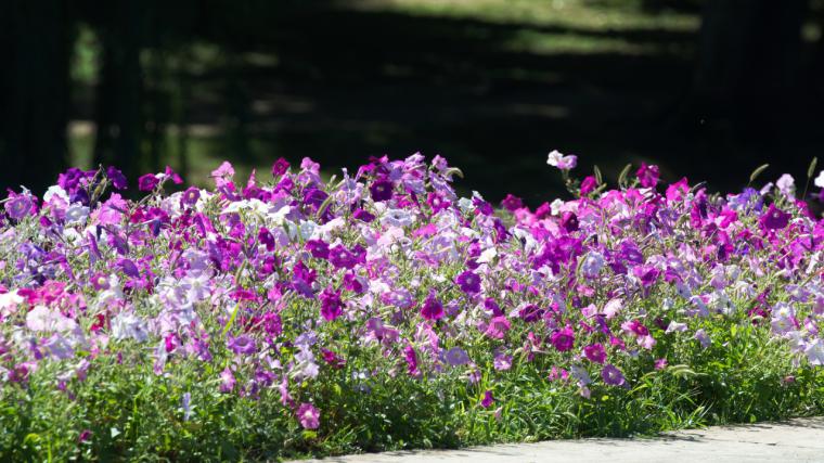 Más de 27.500 flores adornarán diferentes calles y espacios de Pozuelo de Alarcón en primavera y verano