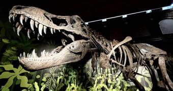 Conoce la historia de los dinosaurios en la exposición Cazadores de dragones