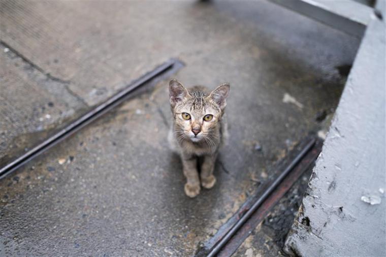 Abandono animal en verano: ¿Por qué lo sufren más los gatos?