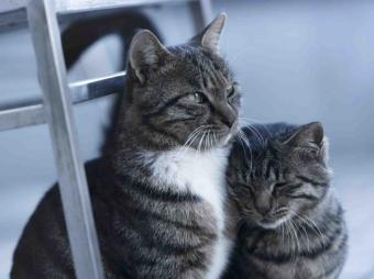 Protege su pelaje del frío con estos champús nutritivos e hidratantes