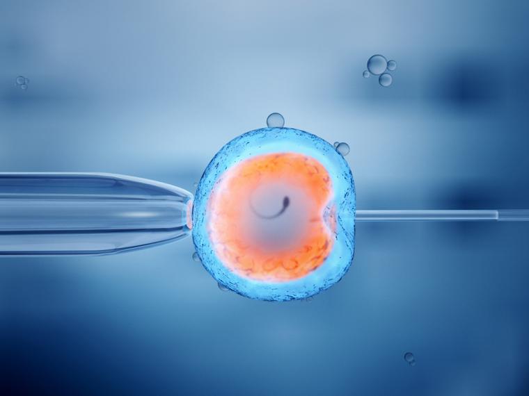 “Curar a embriones con anomalías genéticas”, cada día más cerca
