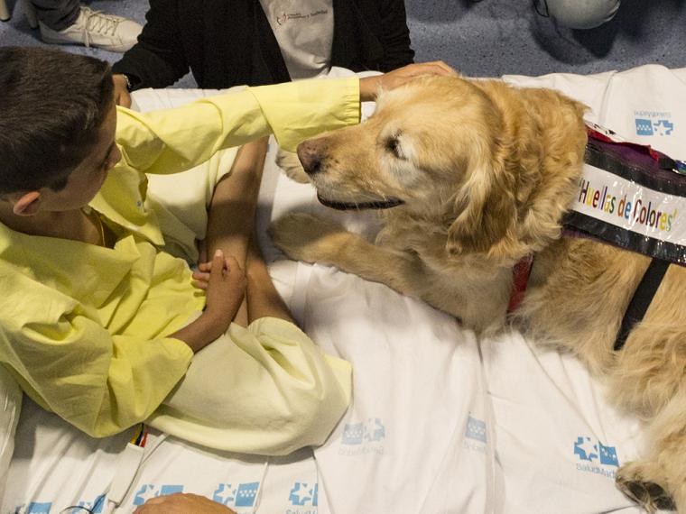 La Cátedra Animales y Sociedad y el Hospital 12 de Octubre reanudan el proyecto “Huellas de Colores” de forma presencial