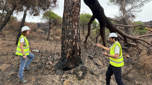 Madrid interviene en 100 km de caminos forestales tras incendio en la Sierra Oeste