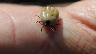 Aumenta el riesgo de picaduras de garrapata en personas y mascotas con el buen tiempo