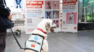 Madrid logra hogar para el 90% de perros abandonados en 2025