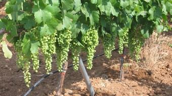 Innovador material mantiene uvas frescas un mes sin frío