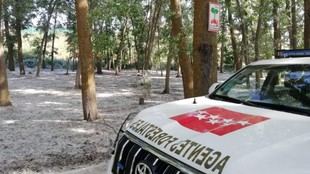 Campaña de vigilancia en Madrid para prevenir incendios por pelusa de chopo