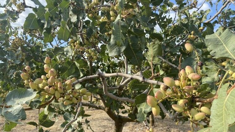 Madrid impulsa la investigación para aumentar la rentabilidad del pistacho