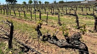 Comunidad de Madrid recupera 95 variedades centenarias de vid desaparecidas