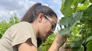 Cursos gratuitos en Madrid para el sector agropecuario y alimentario