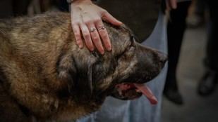 XX Salón de Adopción de Animales en Madrid este fin de semana