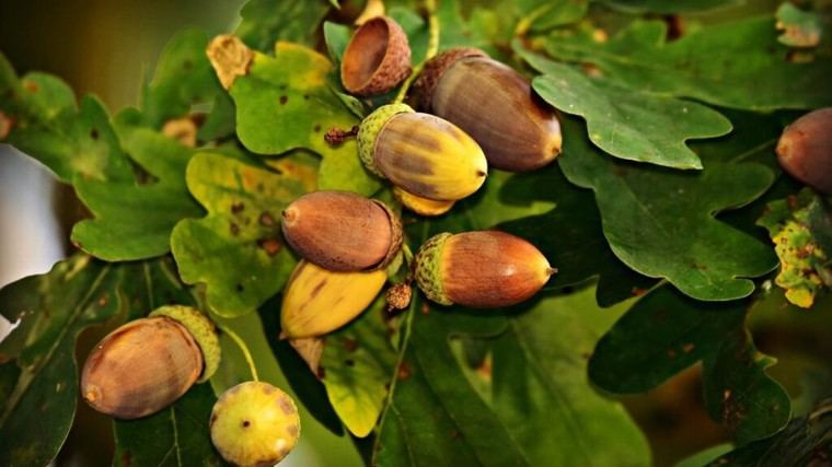 Madrid patenta fórmula innovadora de bellotas para farmacéutica y cosmética