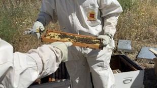 Control de ahumadores en colmenas para prevenir incendios en Madrid