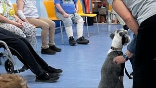 Madrid implementa un innovador programa terapéutico con perros para pacientes con trastornos mentales graves