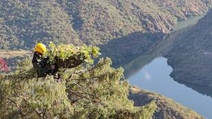 Madrid rehabilita nidos de buitre negro tras incendio en Portugal