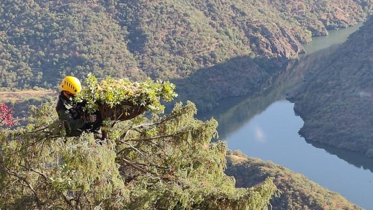 Madrid rehabilita nidos de buitre negro tras incendio en Portugal