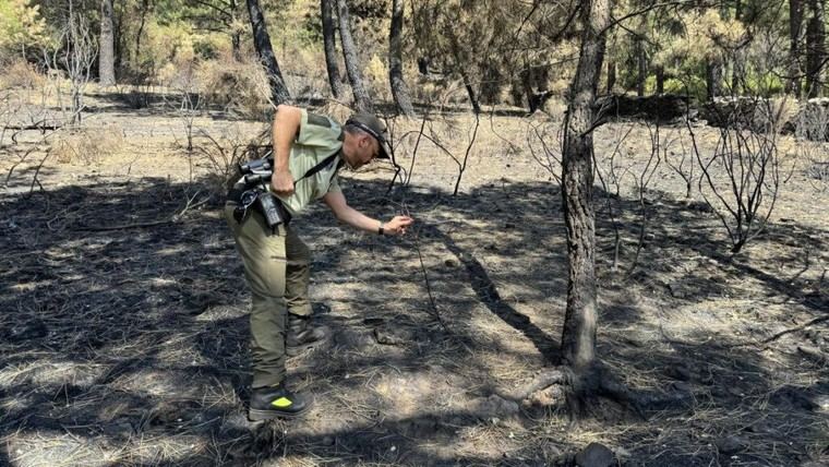 Madrid se personará como acusación en juicios por incendios forestales de verano