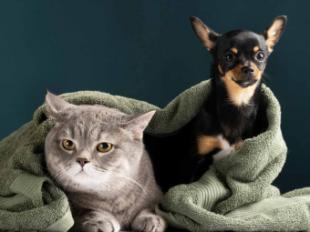 Conoce las 7 claves de la salud del pelo de tu mascota